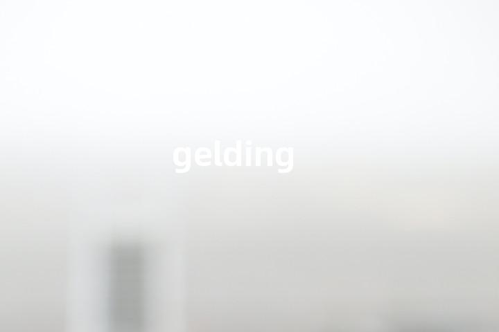 gelding
