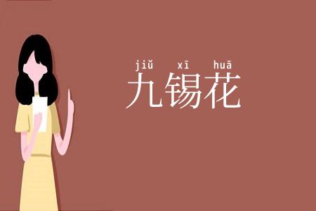 九锡花