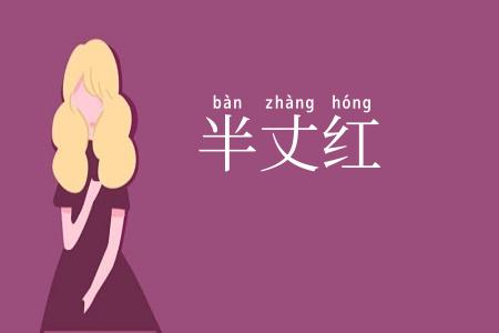 半丈红