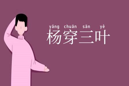 杨穿三叶