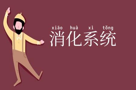 消化系统