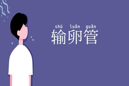 输卵管