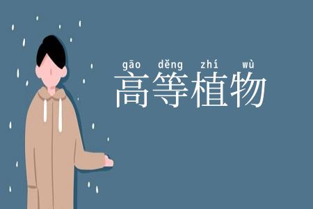高等植物