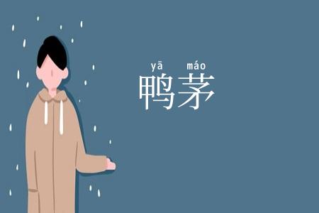 鸭茅